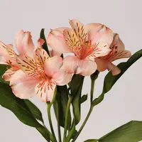 Peach Canyon alstroemeria, close-up