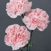 Pink Alcazar carnations, close-up