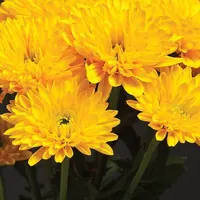 Yellow chrysanthemums, close-up