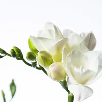 White Versailles freesia on a single stem