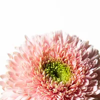 Pink Himalia gerbera daisy, close-up