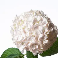 White hydrangea flower head