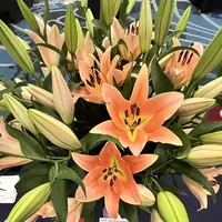 Peach Zelmira lilies, close-up