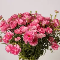 Pink Moderna Dolce butterfly ranunculus