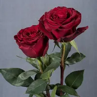 Two deep red Black Pearl roses on long stems