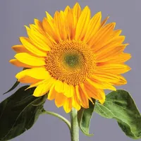 Yellow sunflower, close-up