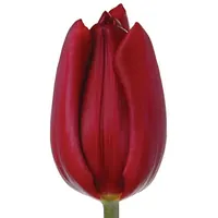 Deep red Dark Star tulip, close-up