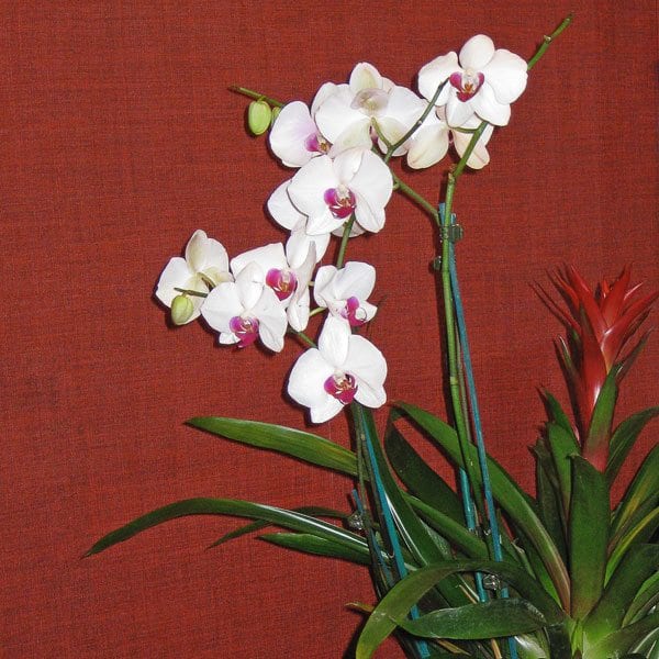 Bromeliad Orchids